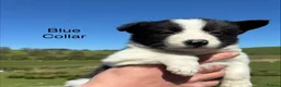 Border Collie dogs for sale: Border Collie Puppies - Advert 9