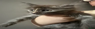Maine Coon 5