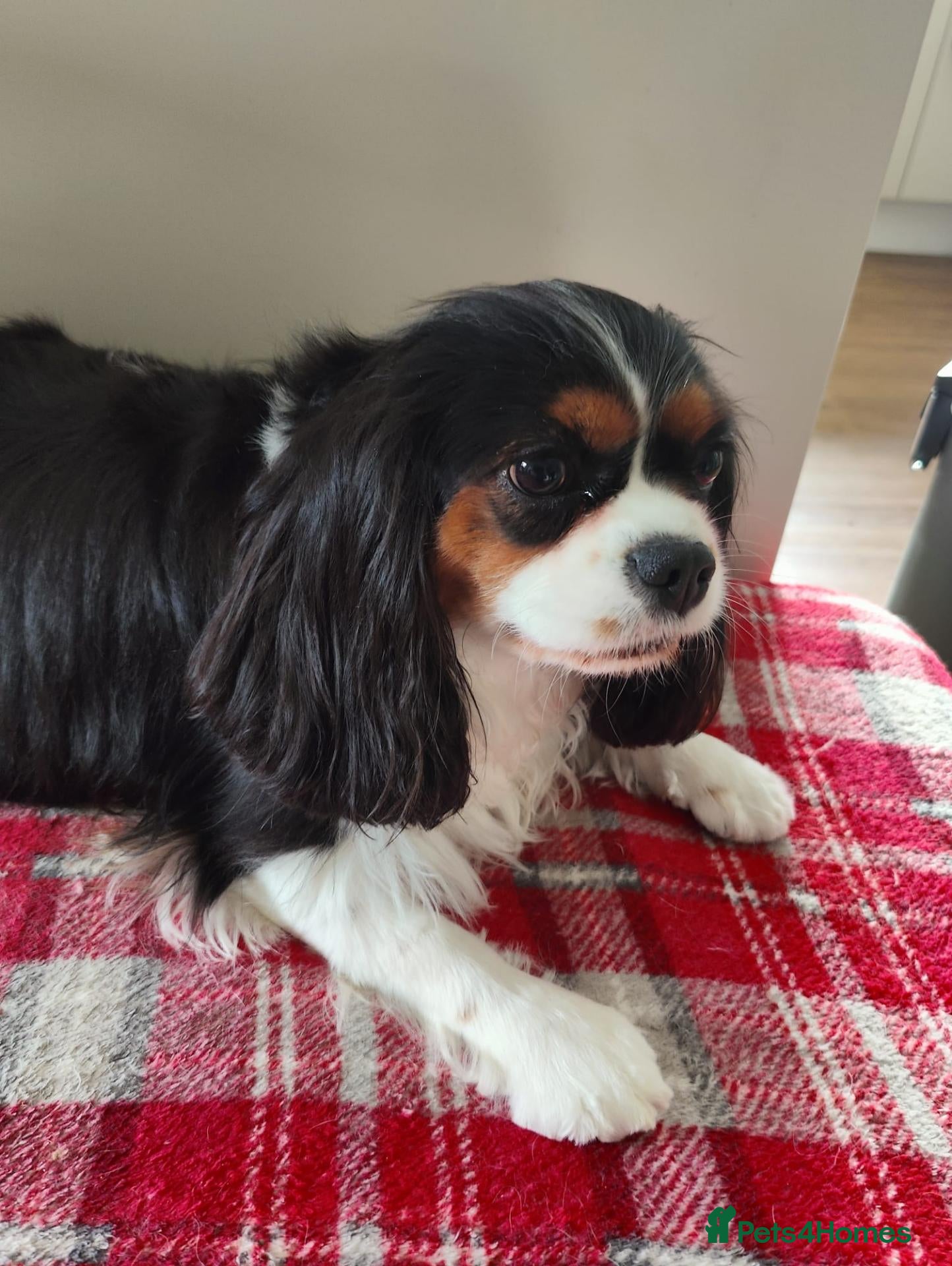 Cavalier King Charles Spaniel dogs Tricolour female - Advert 1
