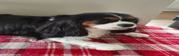 Cavalier King Charles Spaniel dogs for sale: Tricolour female - Advert 1