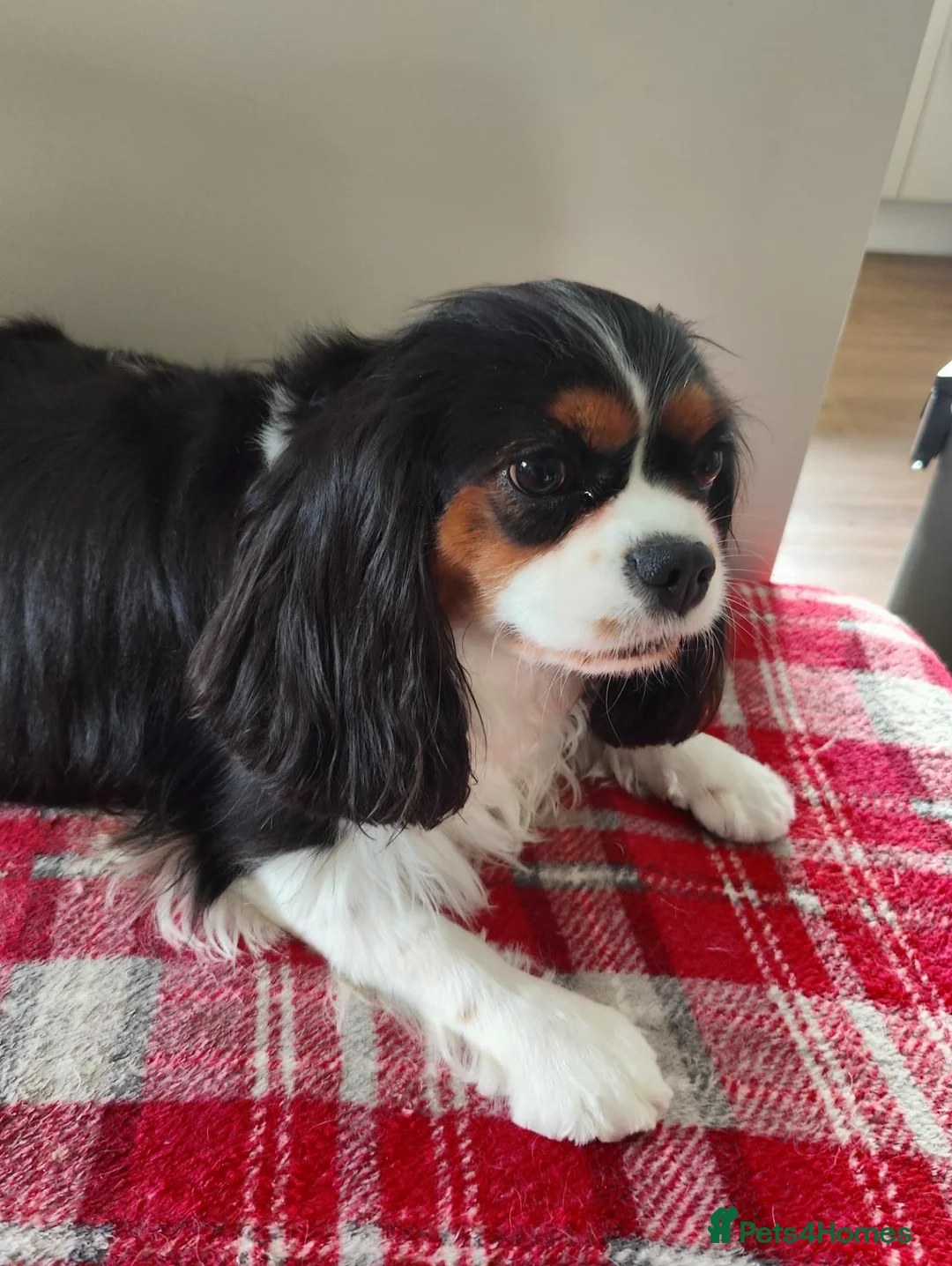 Cavalier King Charles Spaniel dogs for sale: Tricolour female - Advert 1