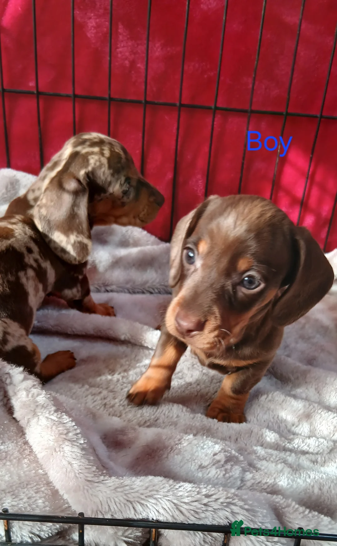 Miniature Dachshund dogs for sale: PRA, STUNNING MINIE'S READY NOW  - Advert 17