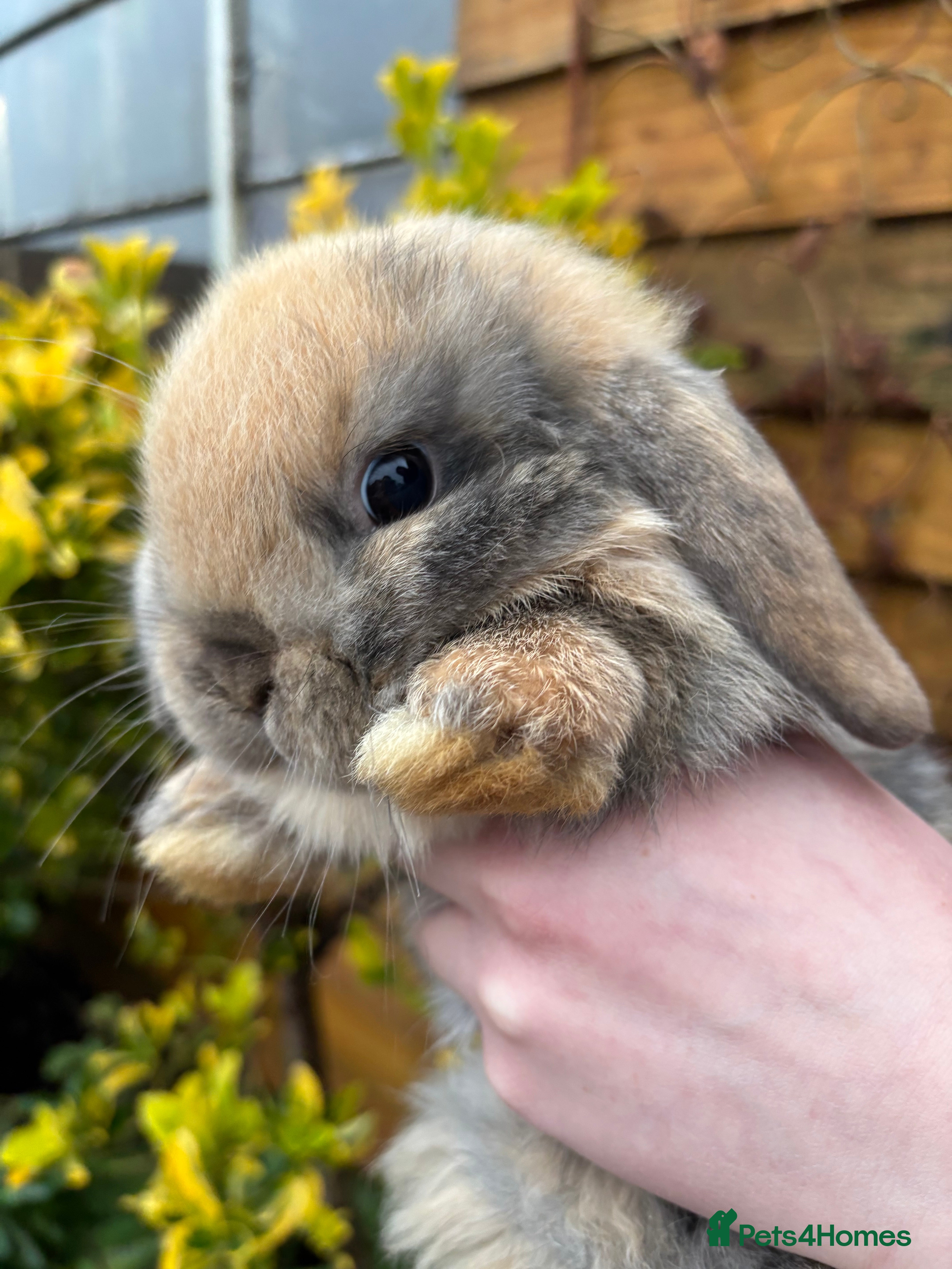 Mini Lop rabbits Adorable baby rabbits for sale - Advert 2