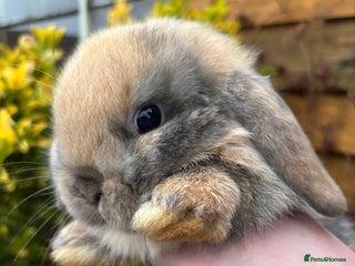 Mini Lop rabbits Adorable baby rabbits for sale - Advert 2
