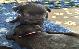 Miniature Schnauzer dogs for sale: Beautiful litter of Miniature Shnauzers  - Image 23