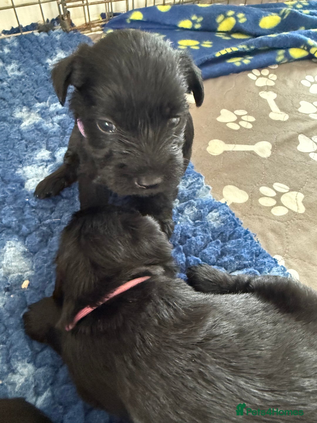 Miniature Schnauzer dogs for sale: Beautiful litter of Miniature Shnauzers  - Image 23