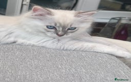 Ragdoll cats for sale: Rare champion lilac/flame/tortie Ragdoll kittens in Hook - Image 1