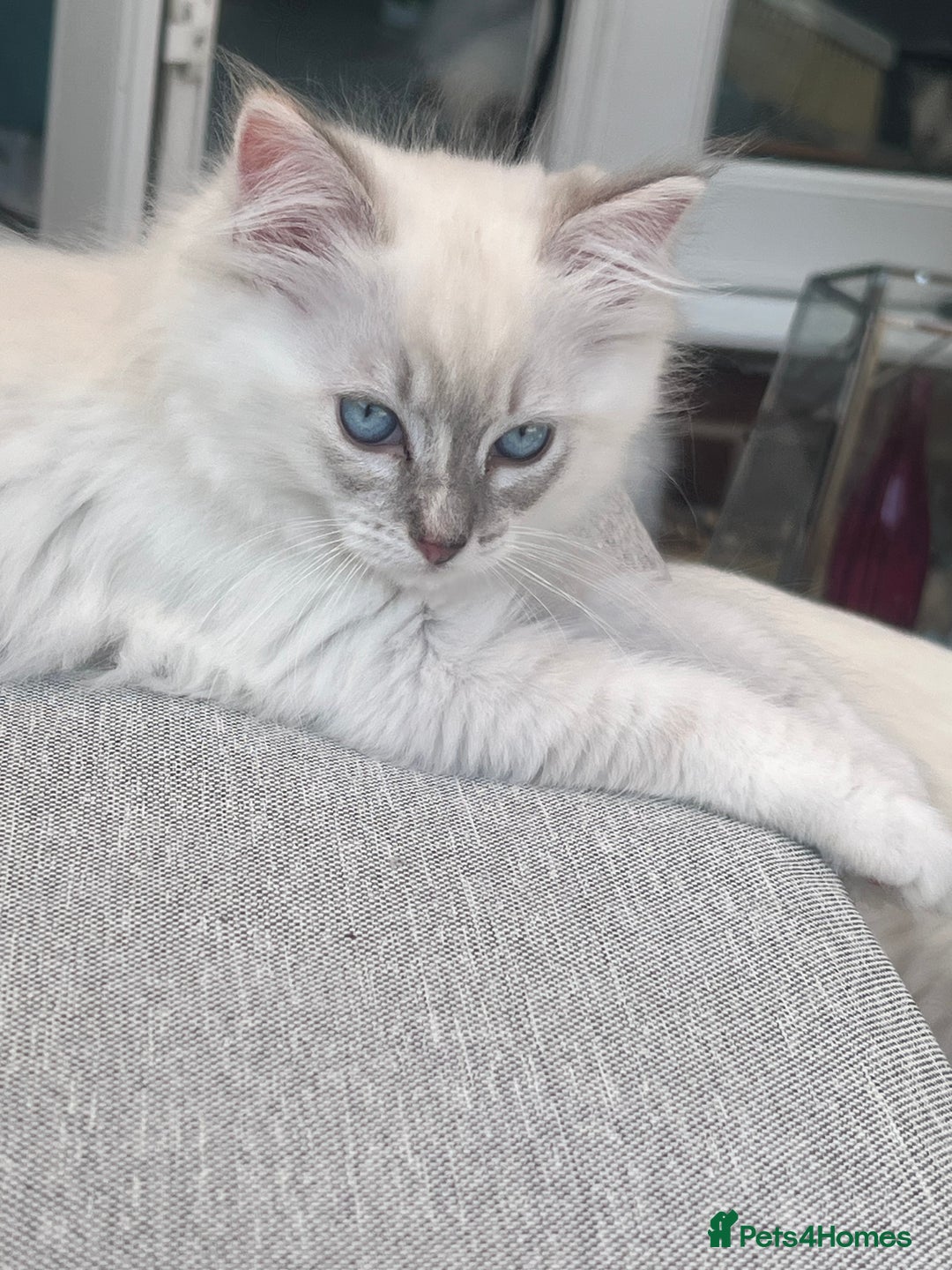 Ragdoll cats for sale: Rare champion lilac/flame/tortie Ragdoll kittens in Hook - Image 1