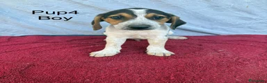 Beagle 4