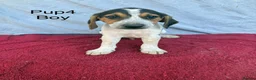 Beagle dogs for sale: Beautiful beagle puppies for sale  - Advert 6