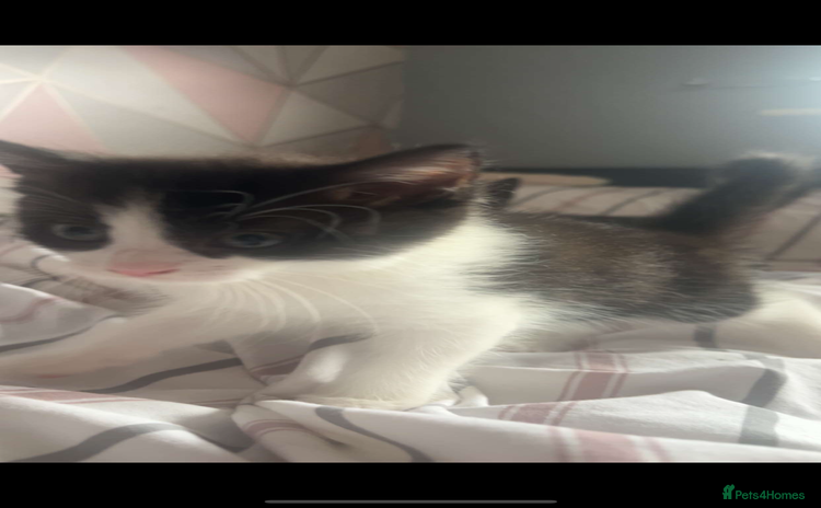 Domestic Shorthair cats - Advert 1