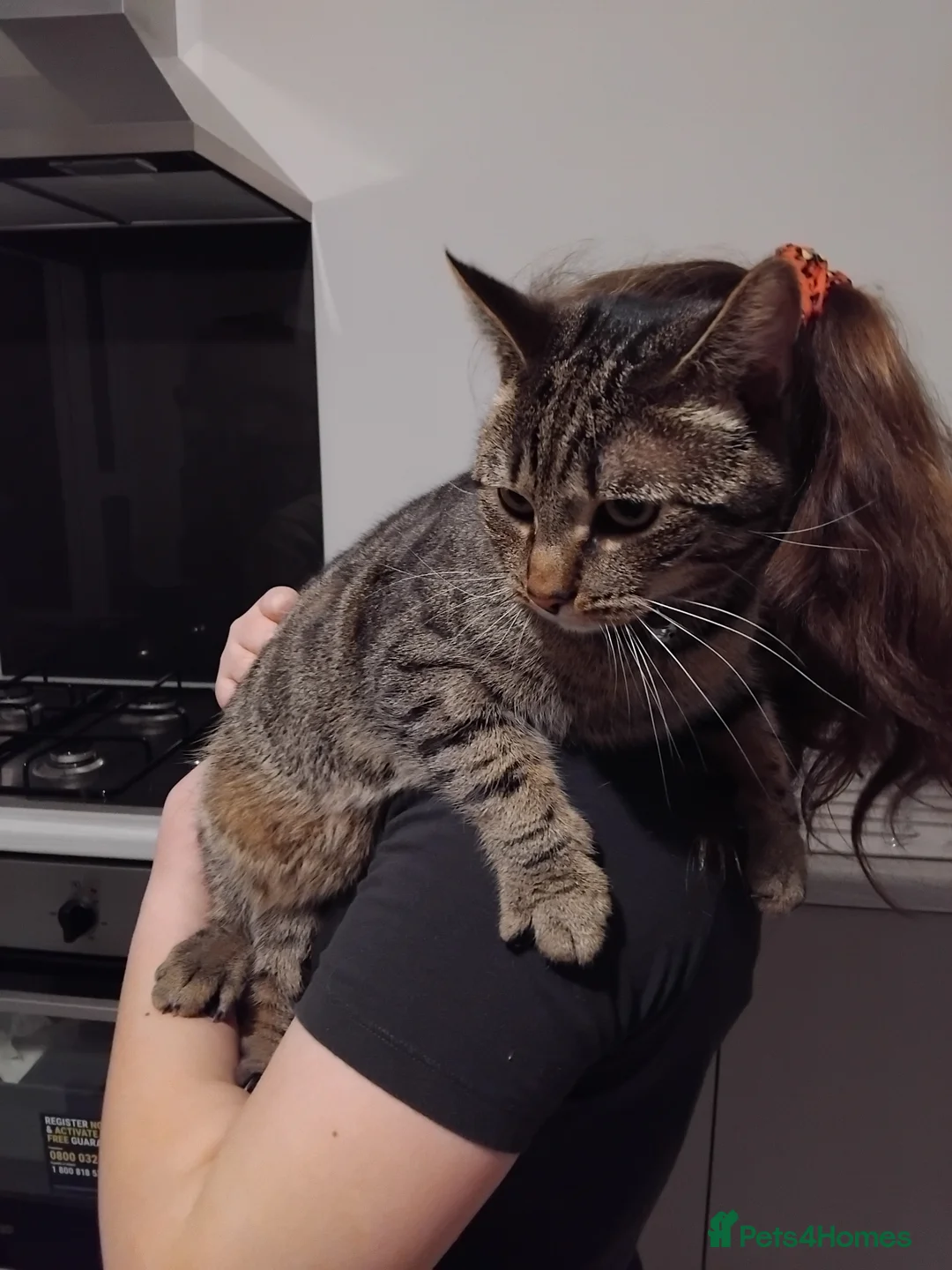 Bengal cats for sale: 1 bengal cat 1 domestic cat - Advert 5