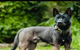 Belgian Shepherd Dog dogs for stud: Belgian Malinois x American Akita for Stud - Image 1
