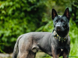 Belgian Shepherd Dog dogs - Advert 4