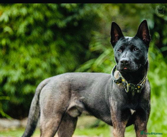 Belgian Shepherd Dog dogs - Advert 1