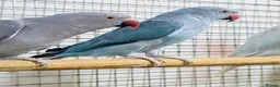 Parrots birds for sale: Beautiful Quality Parrots – Raised With Care in Hereford - Advert 5