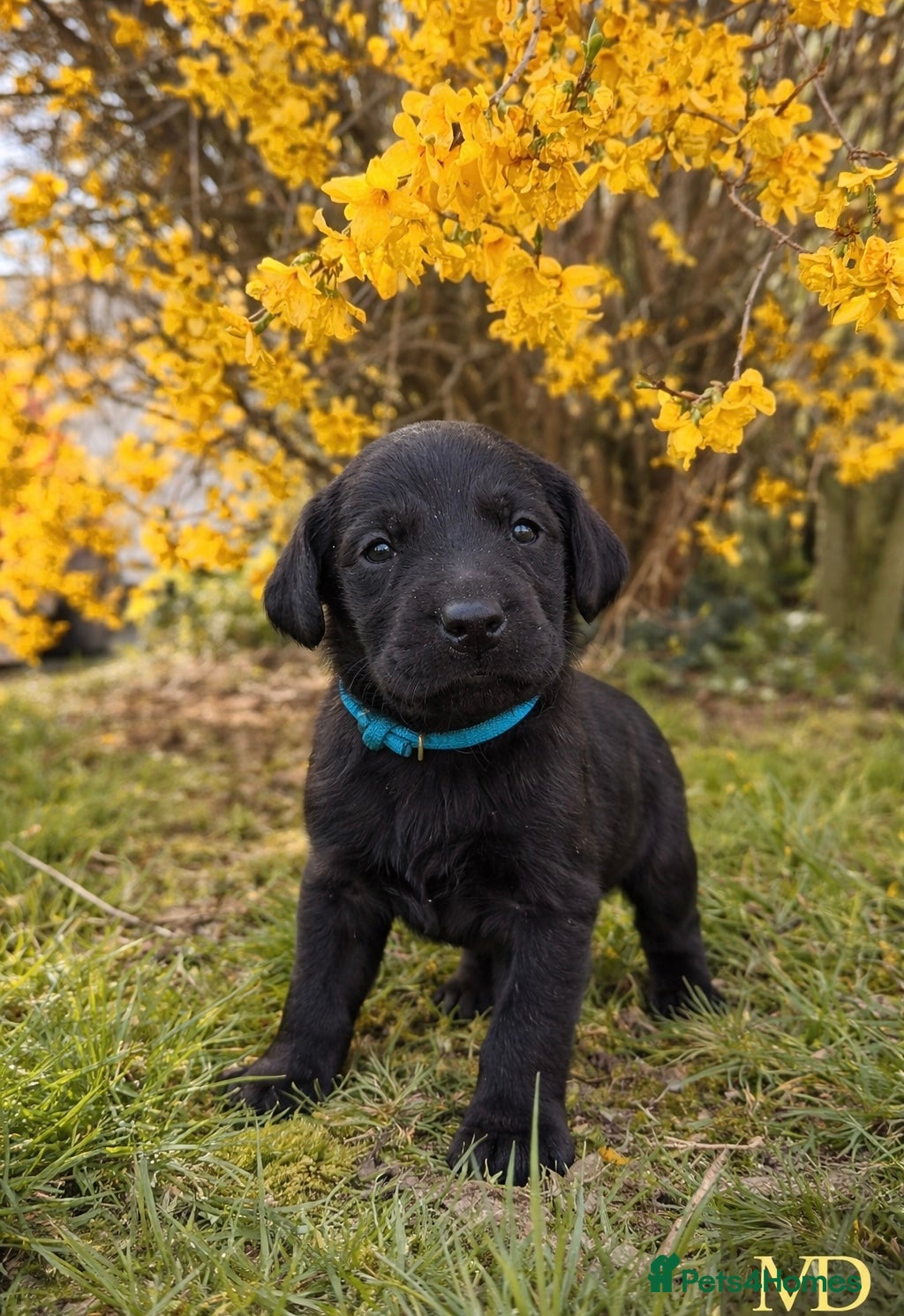 Labrador Retriever dogs Exceptional KC Reg Labrador Puppies For Sale! - Advert 1