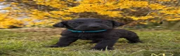 Labrador Retriever dogs for sale: Exceptional KC Reg Labrador Puppies For Sale! - Advert 17