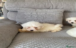 Maltipoo dogs for sale: Beautiful Maltipoo Puppies *Ready to leave* - Image 6
