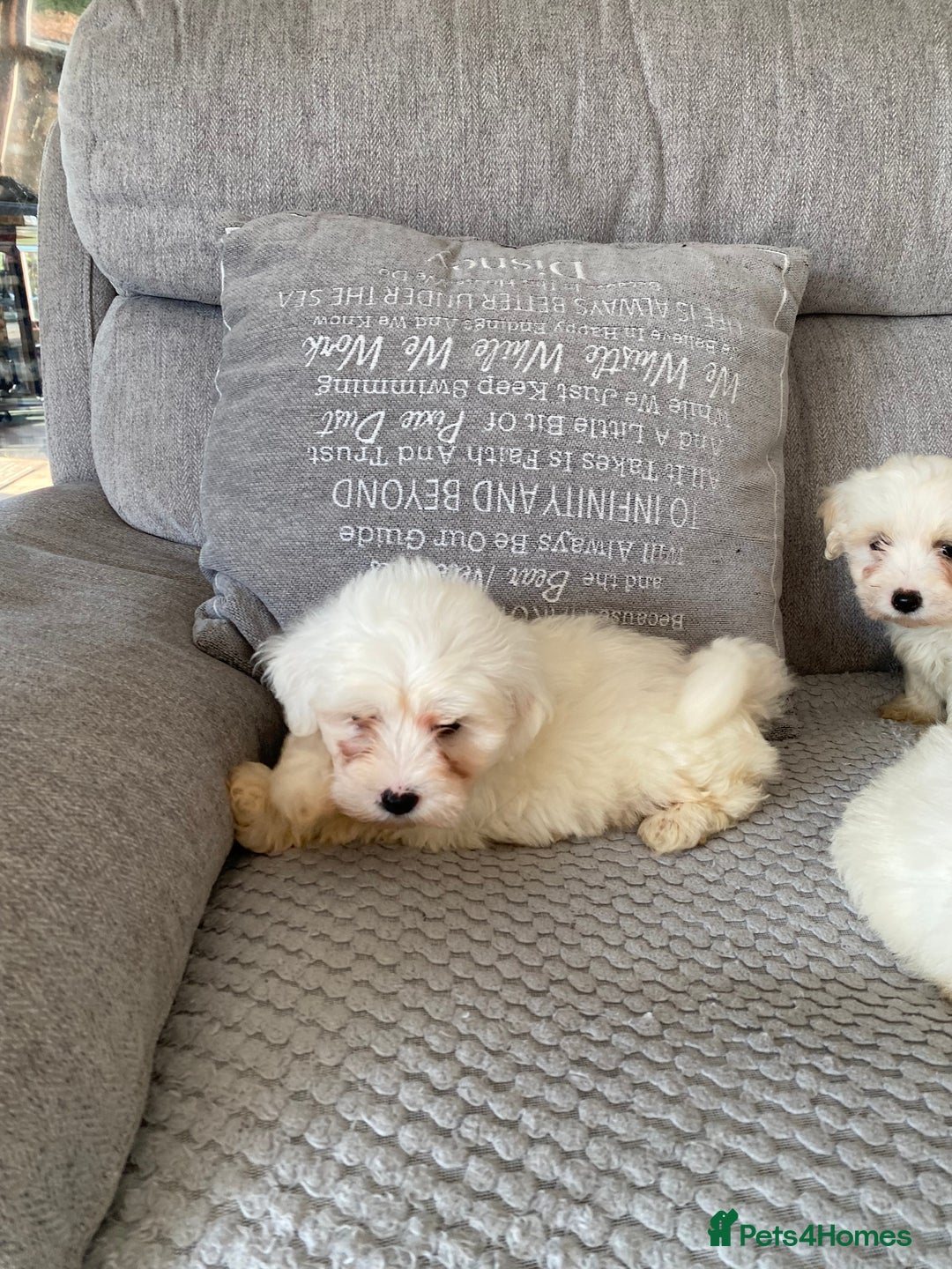 Maltipoo dogs for sale: Beautiful Maltipoo Puppies *Ready to leave* - Image 6