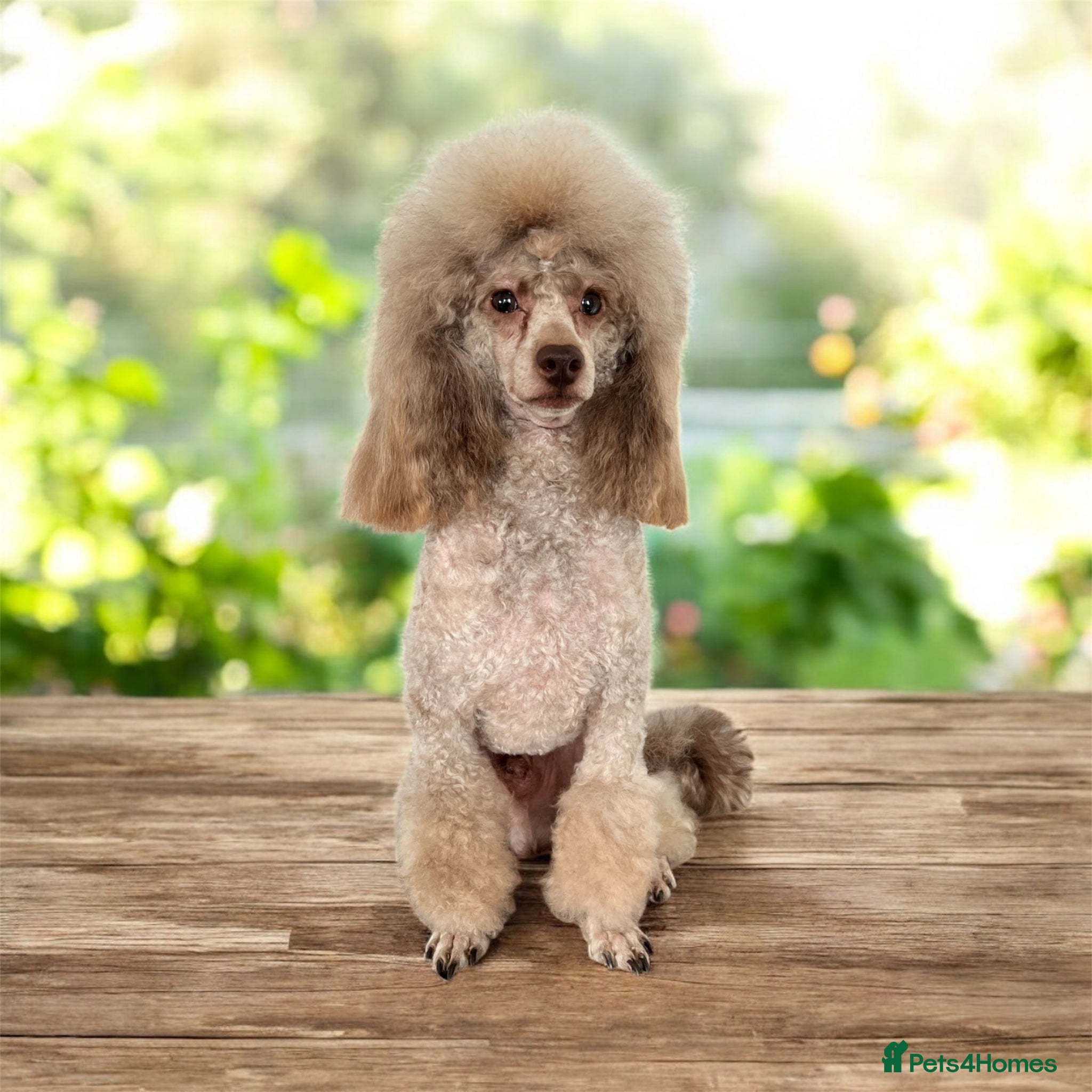 Toy Poodle dogs KC Toy Poodle Stud - Advert 17