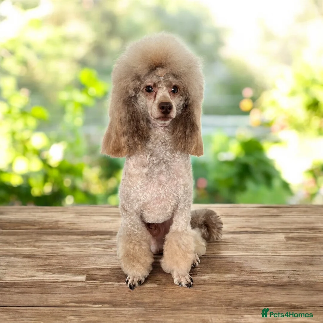 Toy Poodle dogs for stud: KC Toy Poodle Stud - Advert 1