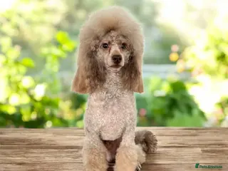 Toy Poodle dogs KC Toy Poodle Stud - Advert 17