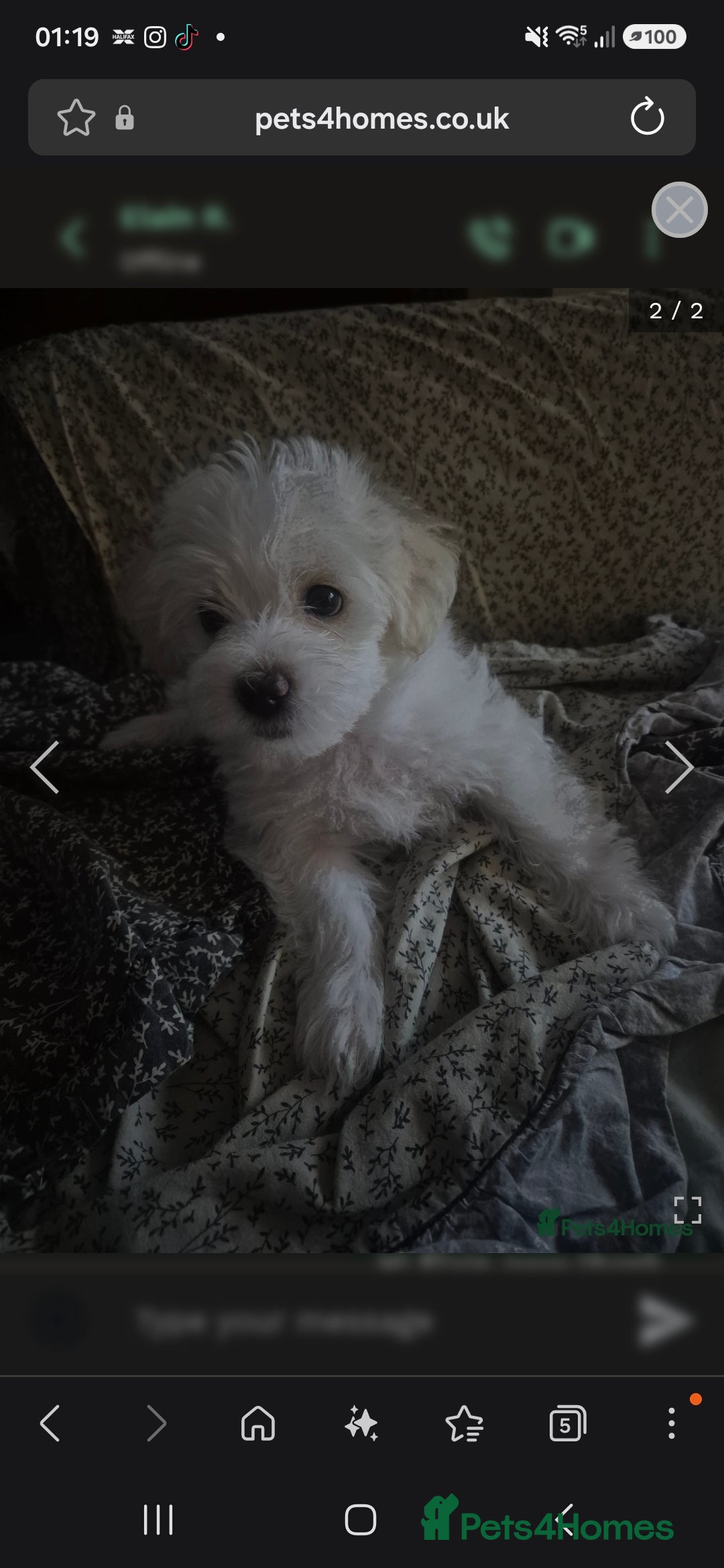 Mixed Breed dogs Ready to go 2 beautiful Shorkie Puppies  - Advert 2