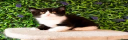British Shorthair cats for sale: STUNNING BSH KITTENS! in Derby - Advert 3
