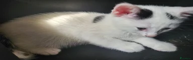 Stuart 