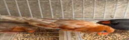 Mixed Breed birds for sale: Zebra Finches  - Advert 9