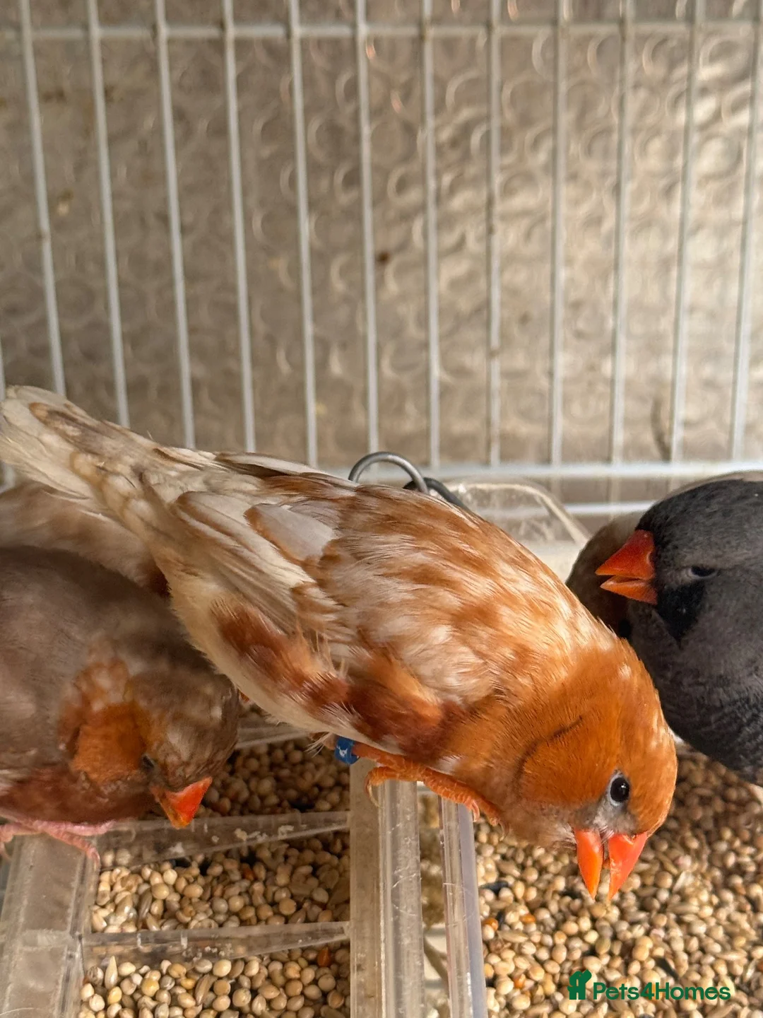 Mixed Breed birds for sale: Zebra Finches  - Advert 9