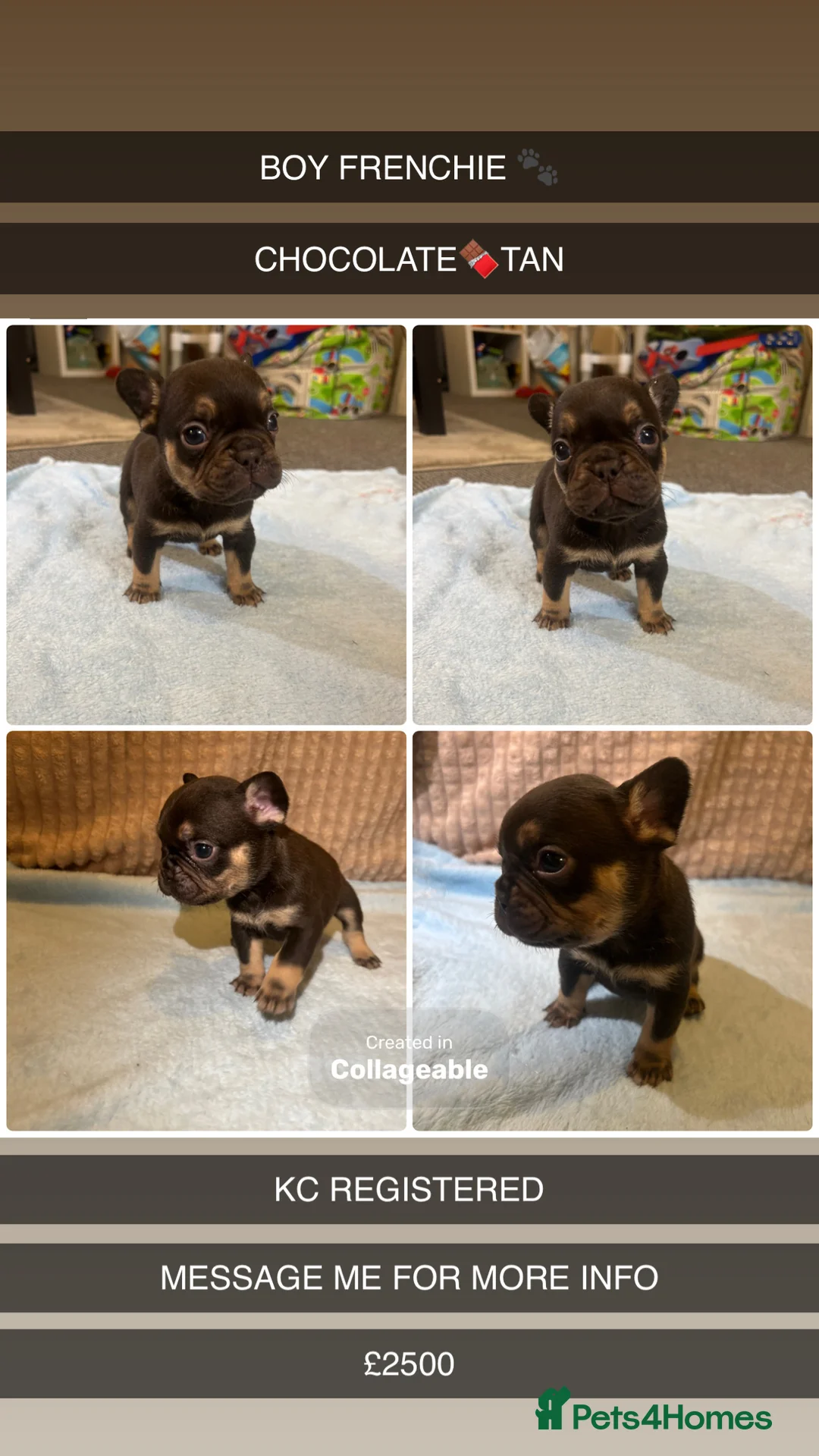 French Bulldog dogs for sale: French bulldog puppies fluffie carriers  - Advert 4