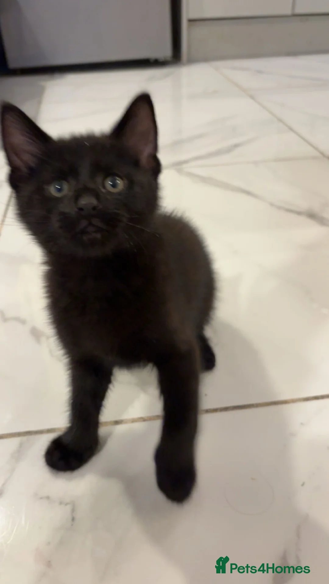 Mixed Breed cats for sale: British short hair mixed breed kittens.🩷 - Advert 10