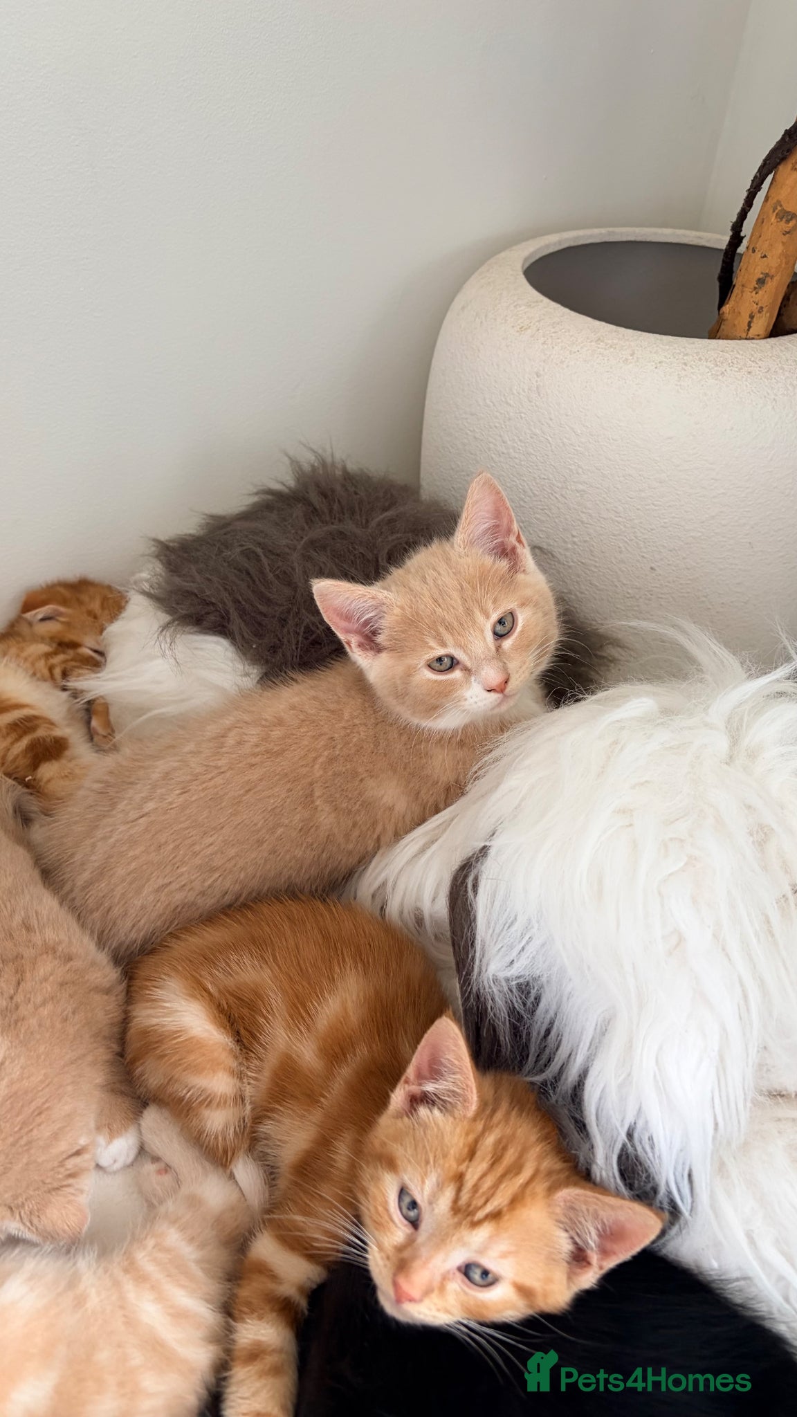 Scottish Fold cats for sale: Scottish fold, Maine coon x in Newmarket - Advert 14