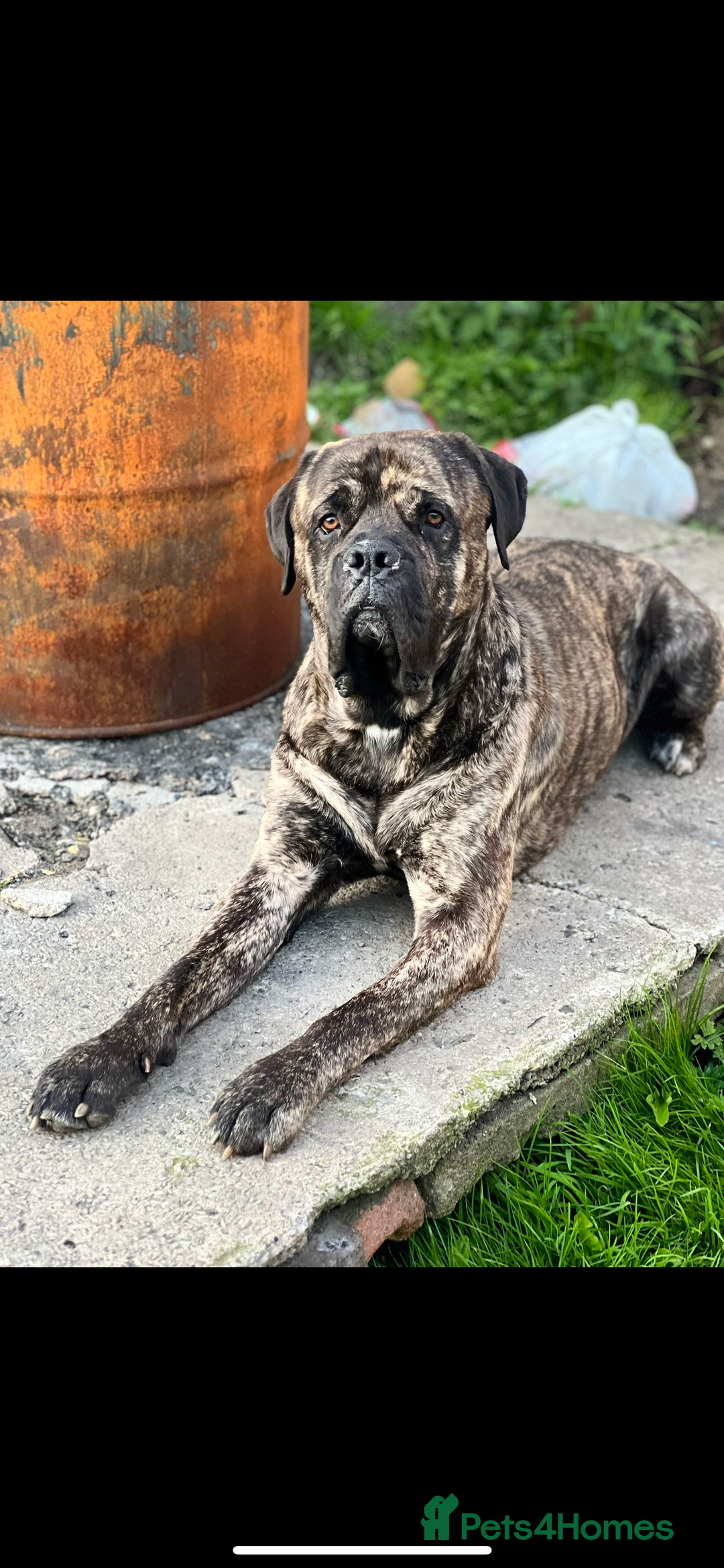 Cane Corso dogs for sale: Puppies - Image 13