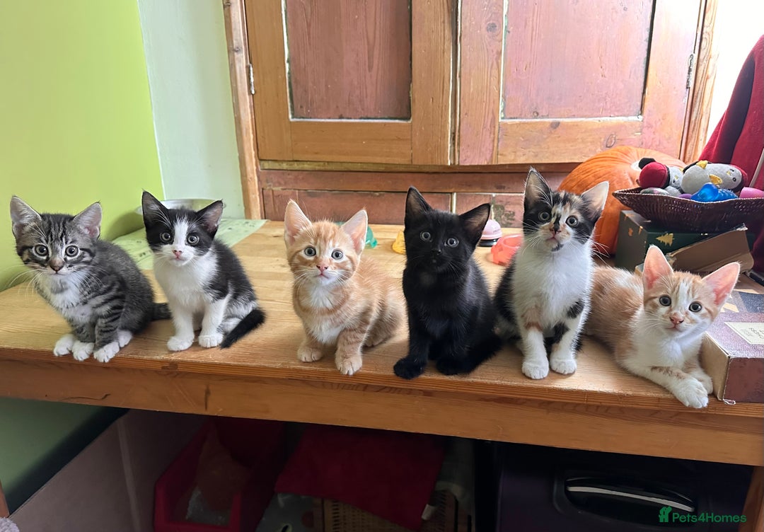 Mixed Breed cats for sale: Kittens from half Siamese mum - Advert 14