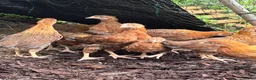 Chickens poultry for sale: Stunning Wellsummers hens  - Advert 3
