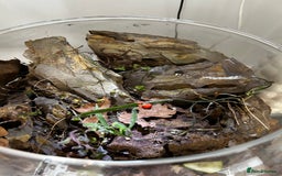 Mixed Breed reptiles for sale: Glacier isopods & terrarium  - Image 2