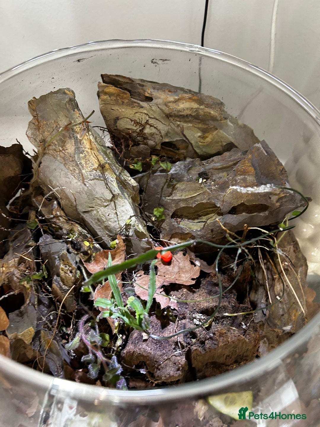 Mixed Breed reptiles for sale: Glacier isopods & terrarium  - Image 2