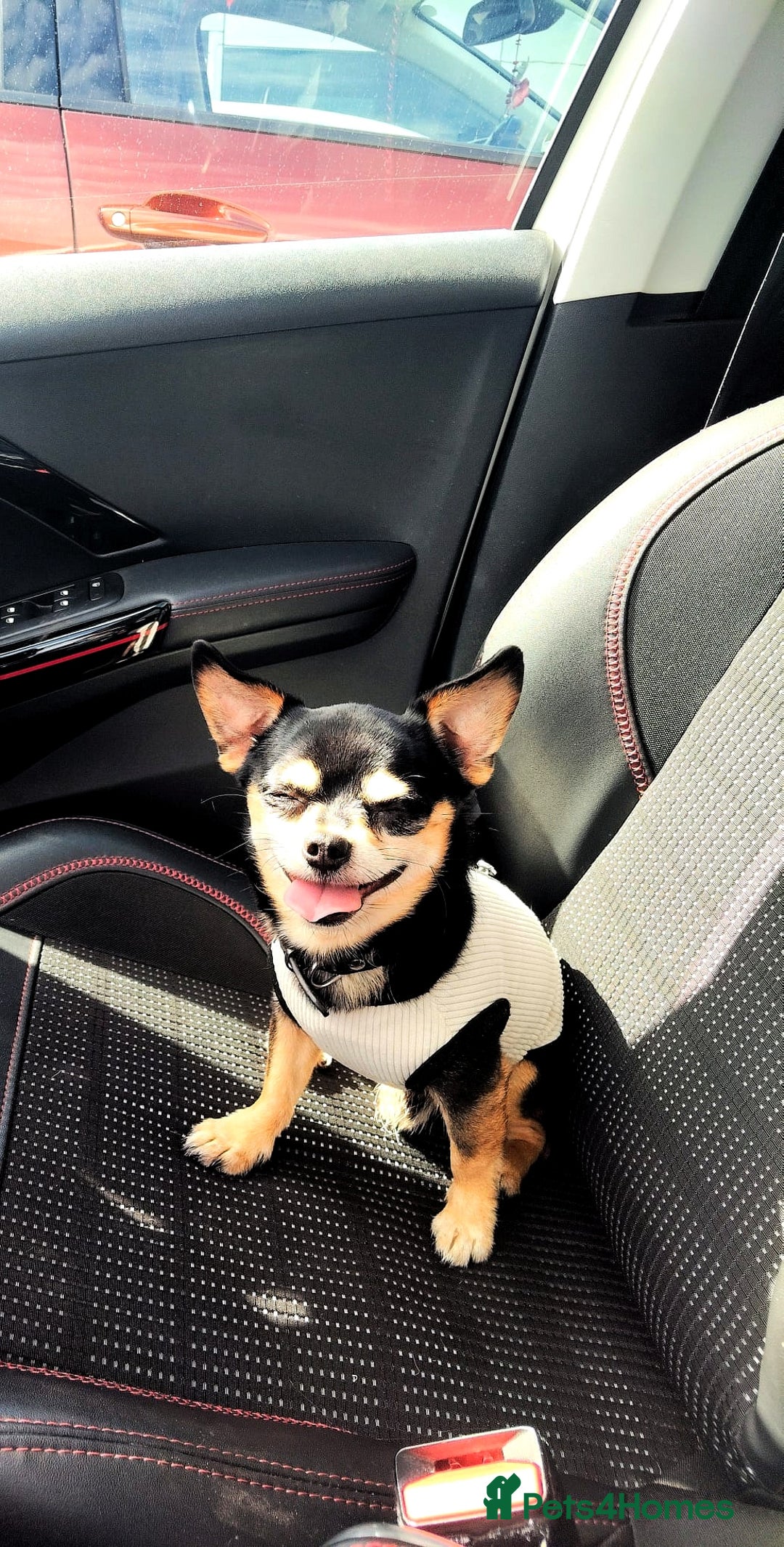 Chihuahua dogs for stud: Handsome Chihuahua Boy Available For Stud! - Advert 4