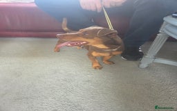 Jack Russell dogs for sale: Lovely jack russell  - Image 3
