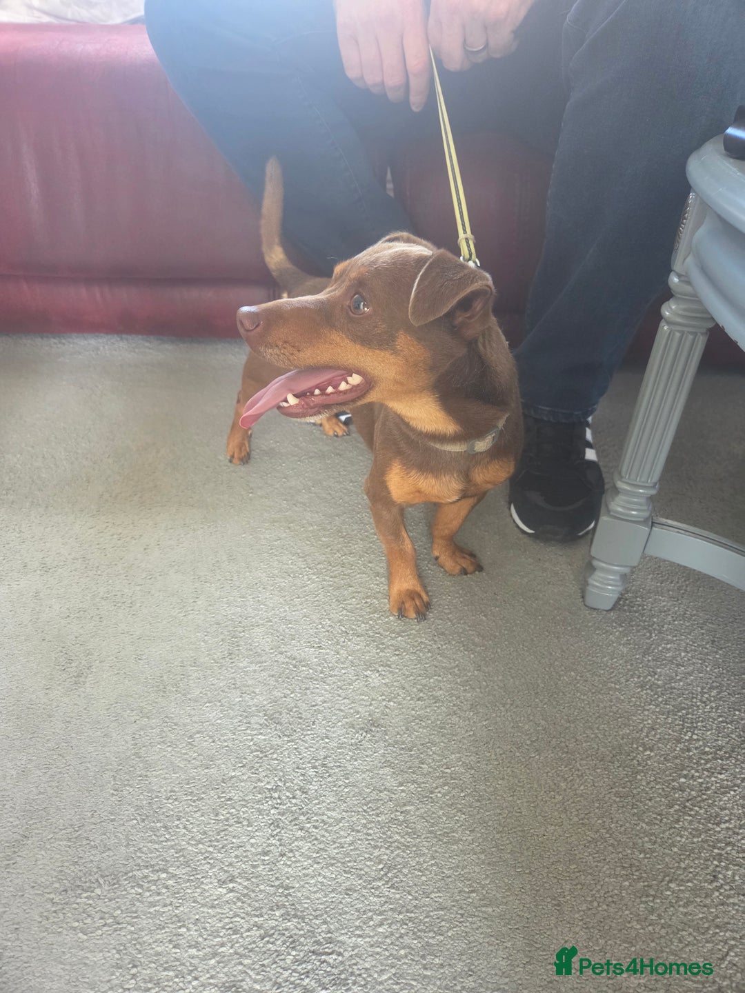 Jack Russell dogs for sale: Lovely jack russell  - Image 3