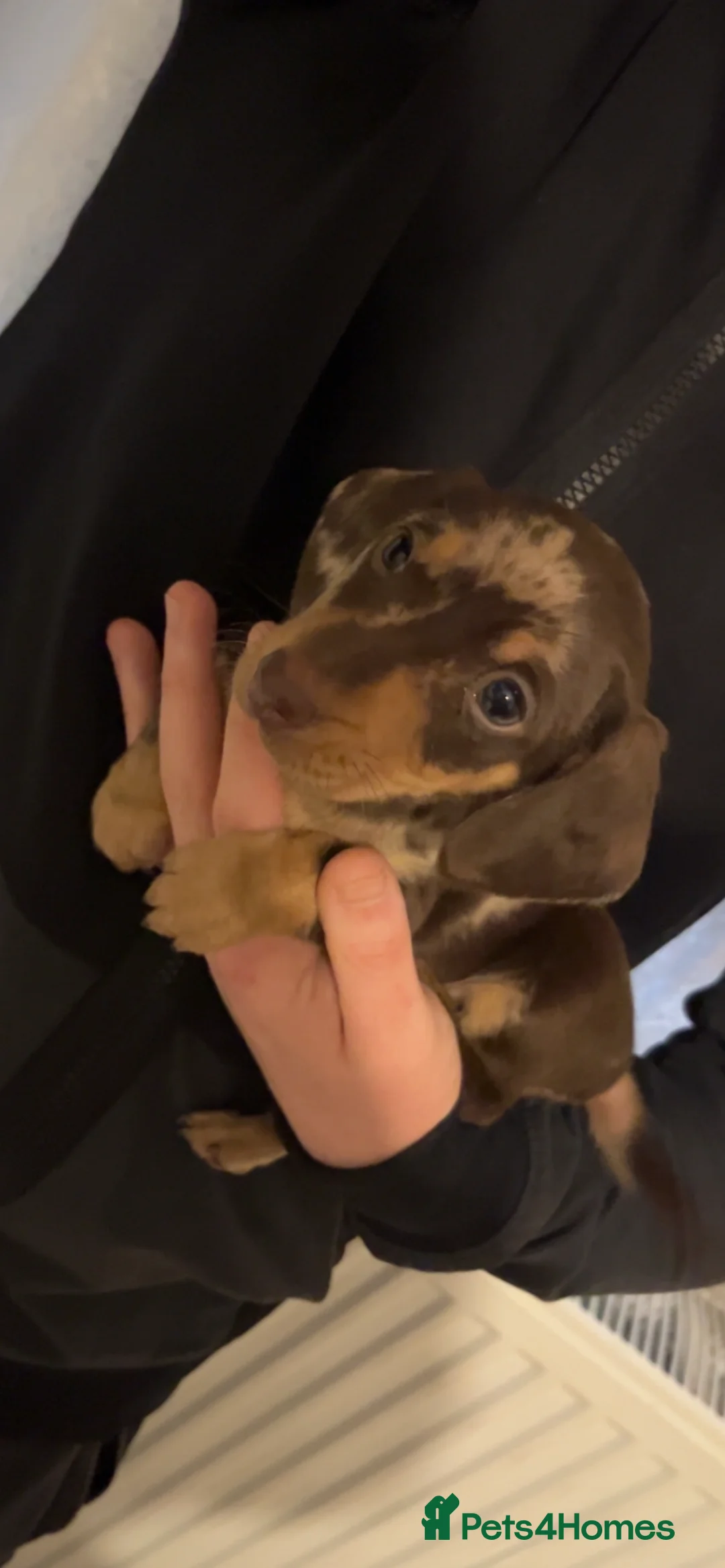 Miniature Dachshund dogs for sale: Kc registered miniature dachshunds  - Advert 6