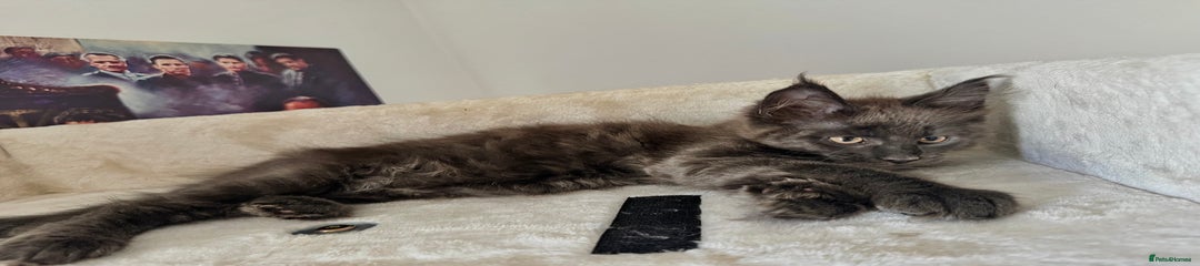 Maine Coon Grey