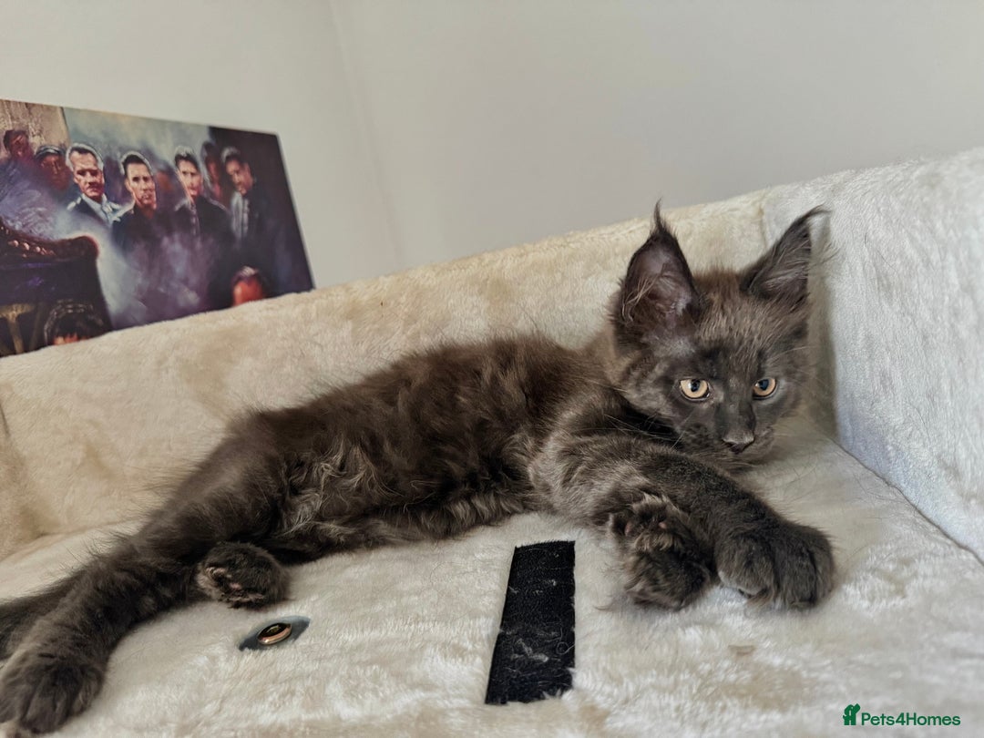 Maine Coon cats for sale: Mainecoon kittens Reduced! - Image 4