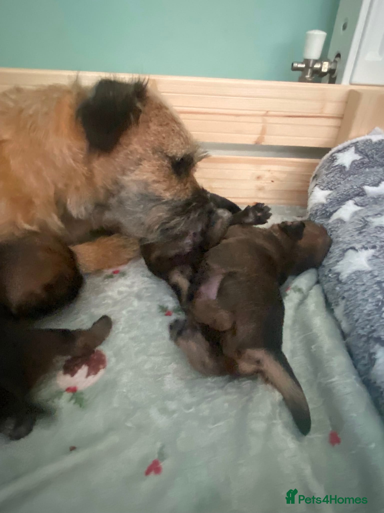 Border Terrier dogs Border Terrier Puppies - Advert 2