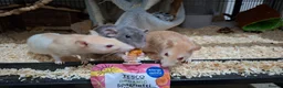 Rat rodents for sale: Rats for rehoming - Advert 9