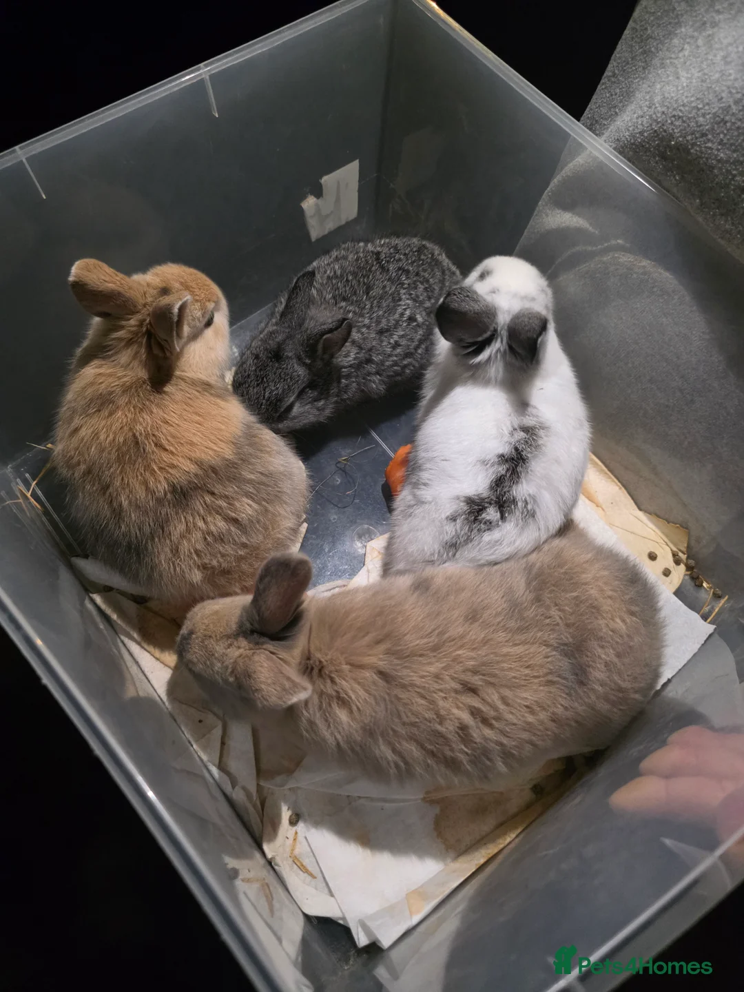 Mixed Breed rabbits for sale: Bunnies  in Swindon - Advert 7