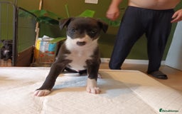 Whippet dogs for sale: 2 whippet pups left ( 1 bitch & 1 boy) - Image 13
